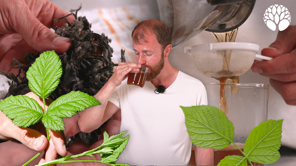 Les feuilles de ronce : une alternative naturelle au thé noir
