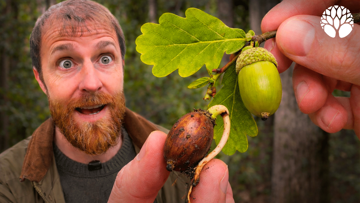 Le chêne et les glands : identifier, cuisiner et utiliser un arbre aux multiples ressources