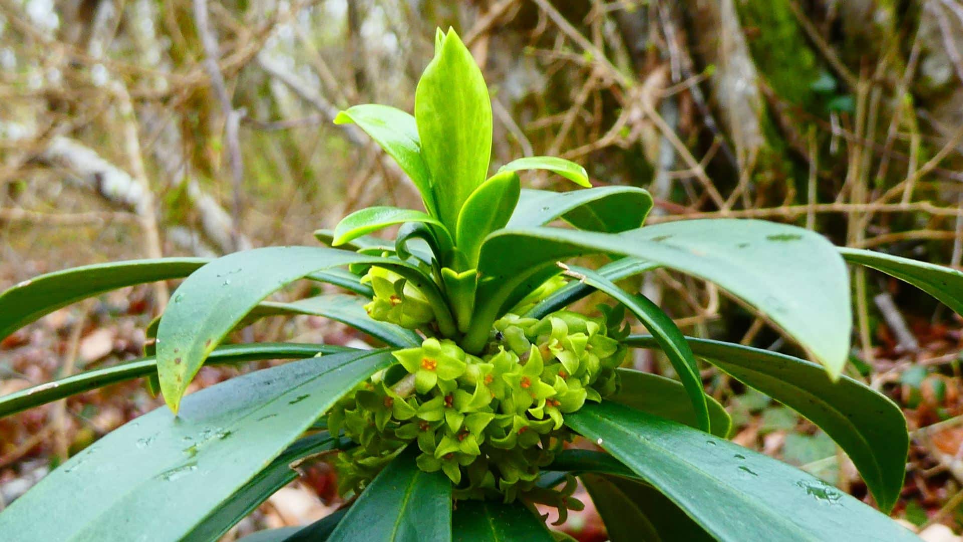 Les 10 plantes toxiques les plus dangereuses