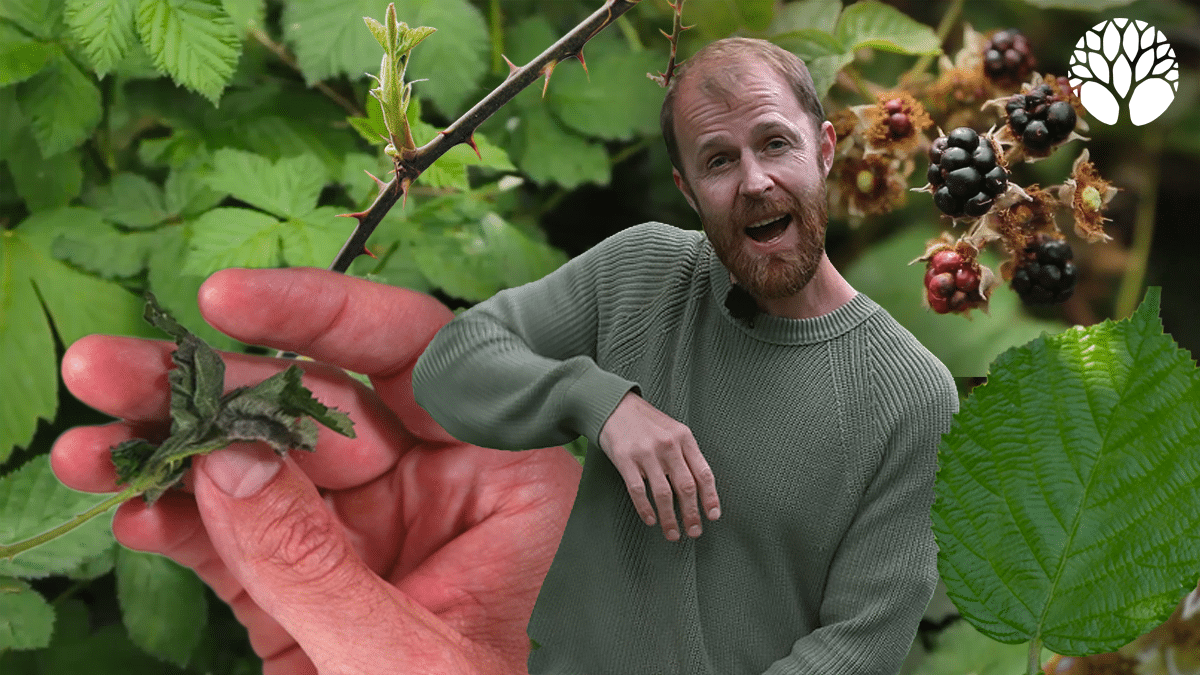 La ronce : identification, usages et bienfaits de cette plante sauvage