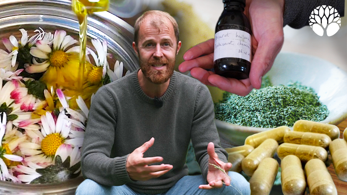 Tisane, sirop, poudre… quelle forme choisir pour les plantes médicinales ?