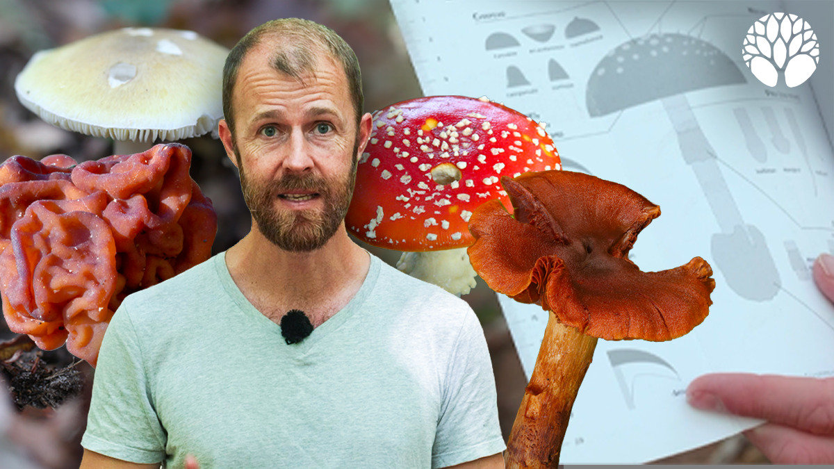 Les 10 champignons les plus toxiques de France et d’Europe