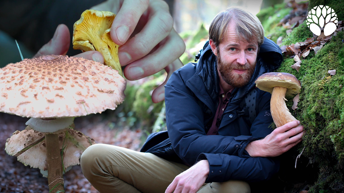 Les 3 champignons préférés des Français