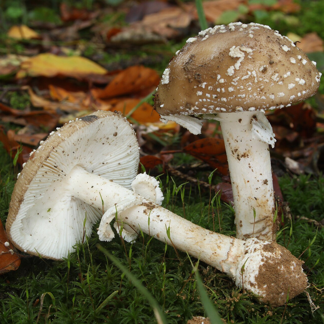 Amanite panthère : identification, toxicité et confusions