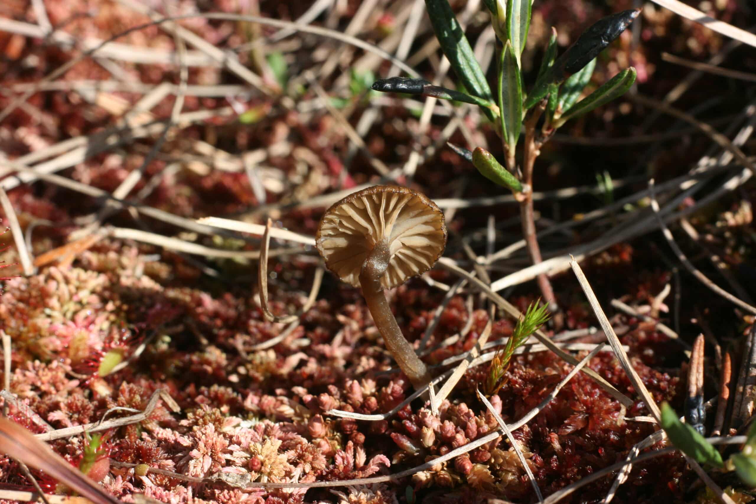 Sécheresse et champignons : quelles conséquences sur les cueillettes ?