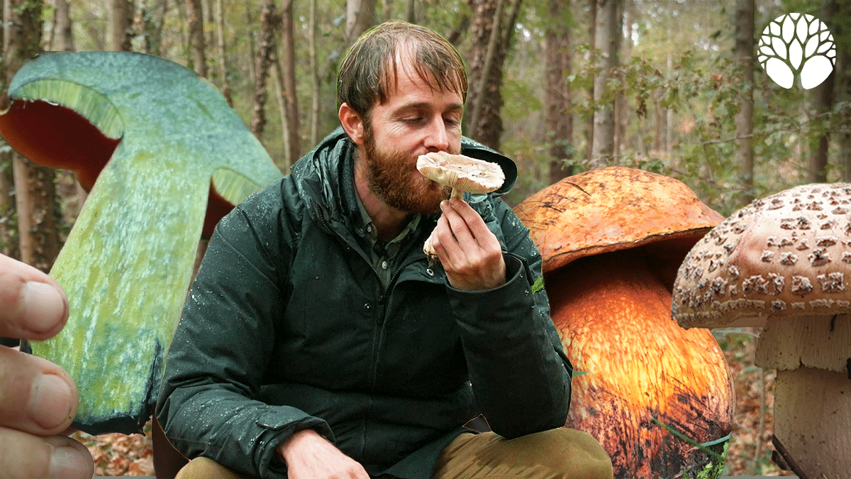 Quels champignons sont toxiques crus mais comestibles cuits ?
